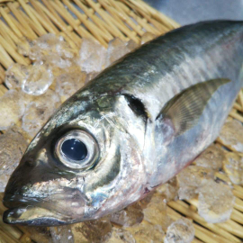 釣りあじ